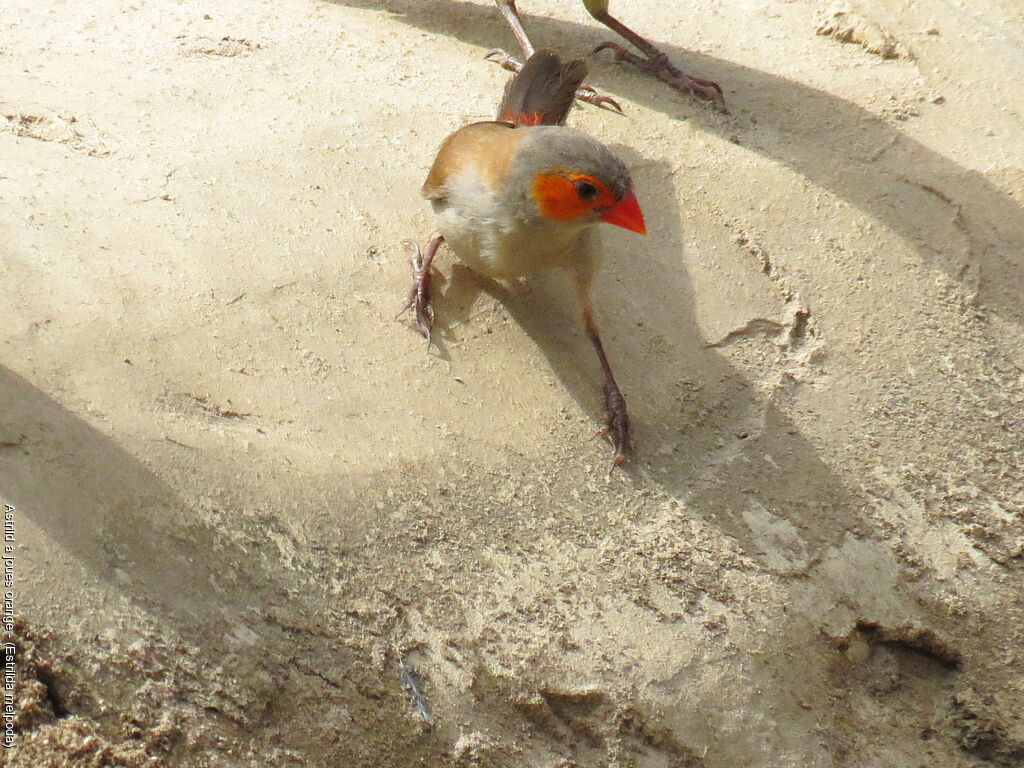 Orange-cheeked Waxbill