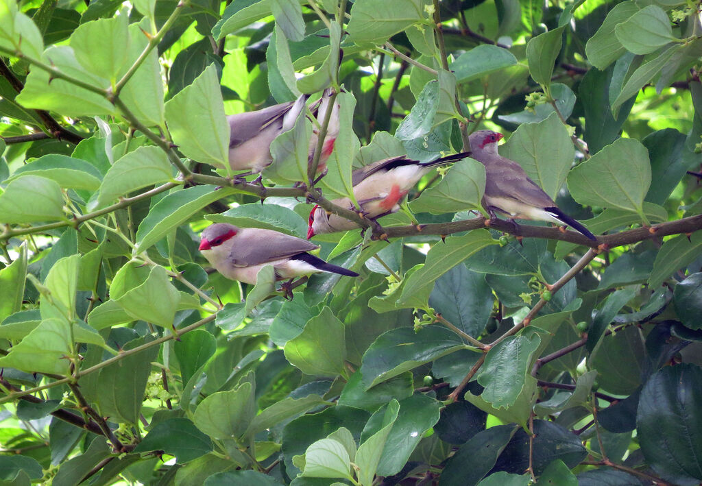 Black-rumped Waxbill