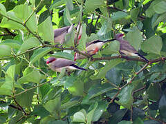 Black-rumped Waxbill