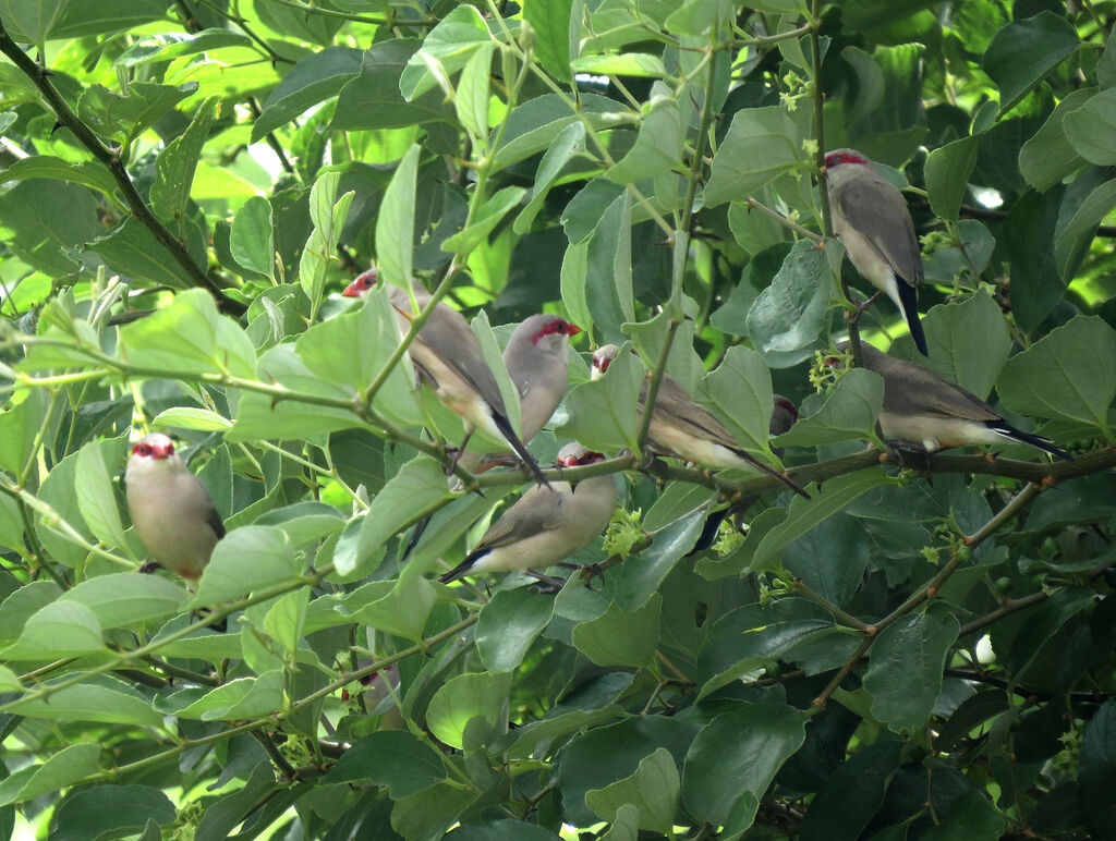 Black-rumped Waxbill