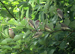 Black-rumped Waxbill