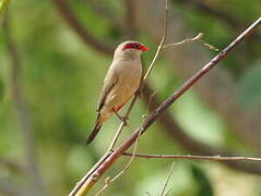 Black-rumped Waxbill