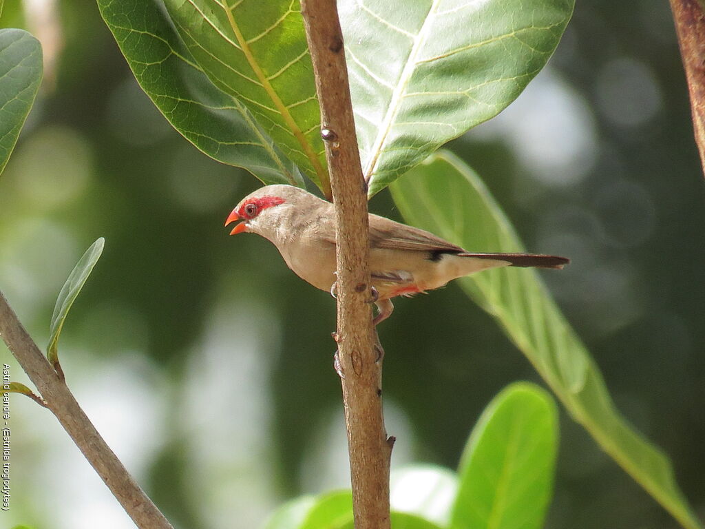 Black-rumped Waxbill