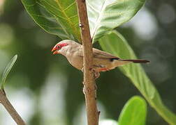 Black-rumped Waxbill