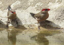 Black-rumped Waxbill