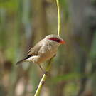 Astrild cendré