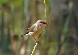 Black-rumped Waxbill