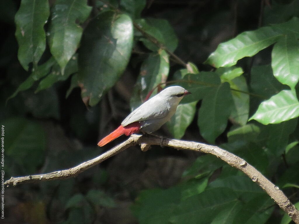 Lavender Waxbill