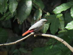 Lavender Waxbill