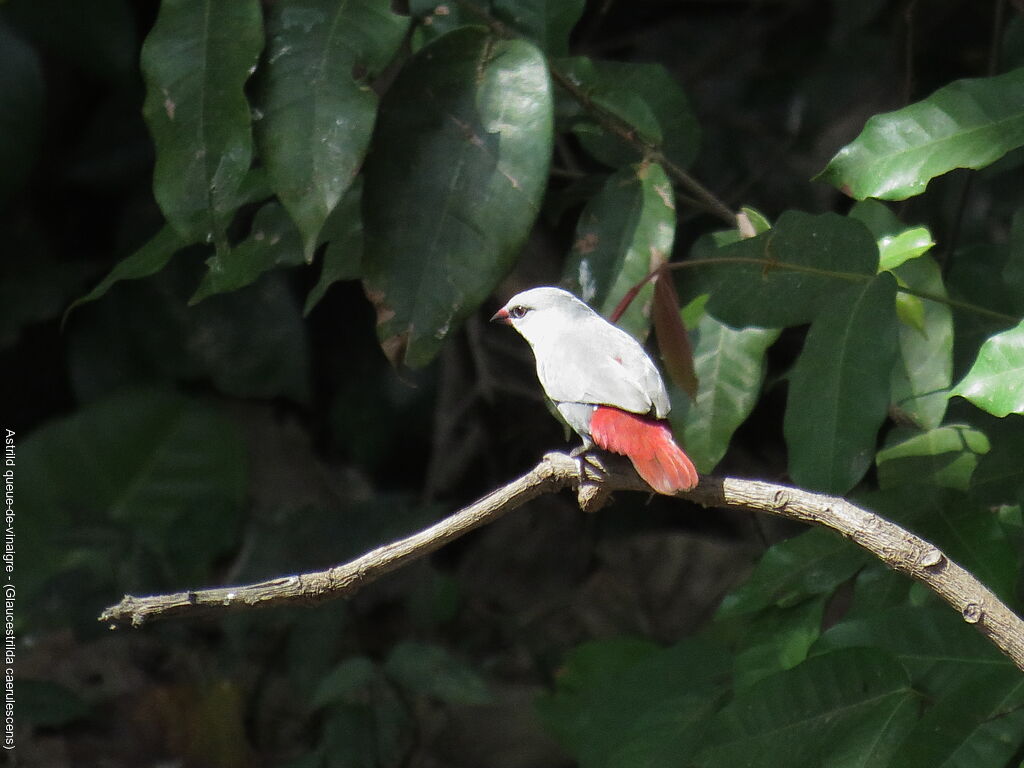 Lavender Waxbill