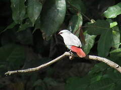 Lavender Waxbill