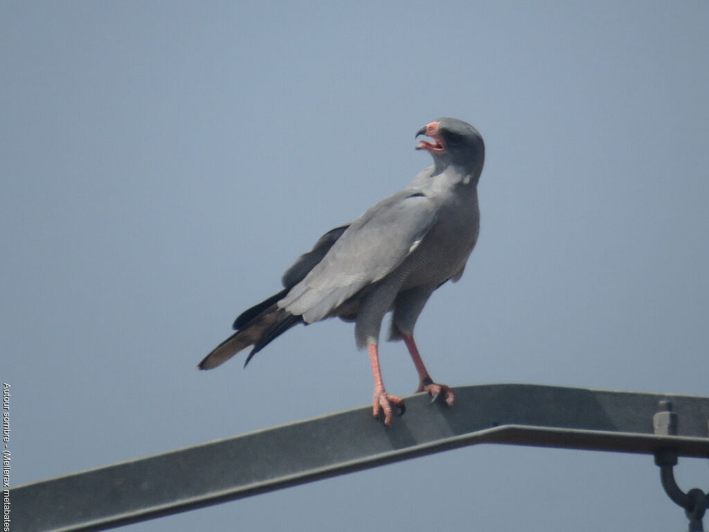 Dark Chanting Goshawk