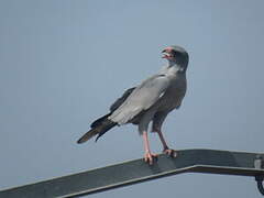 Dark Chanting Goshawk