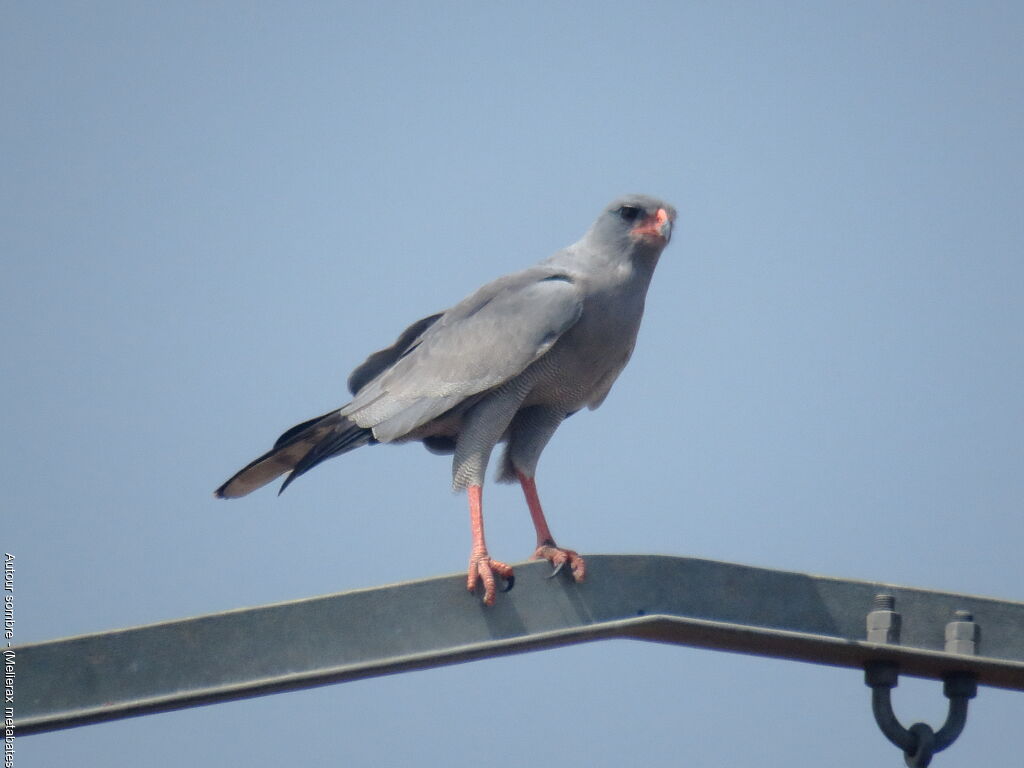 Dark Chanting Goshawk