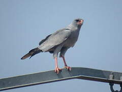 Dark Chanting Goshawk