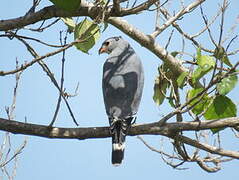 Lizard Buzzard