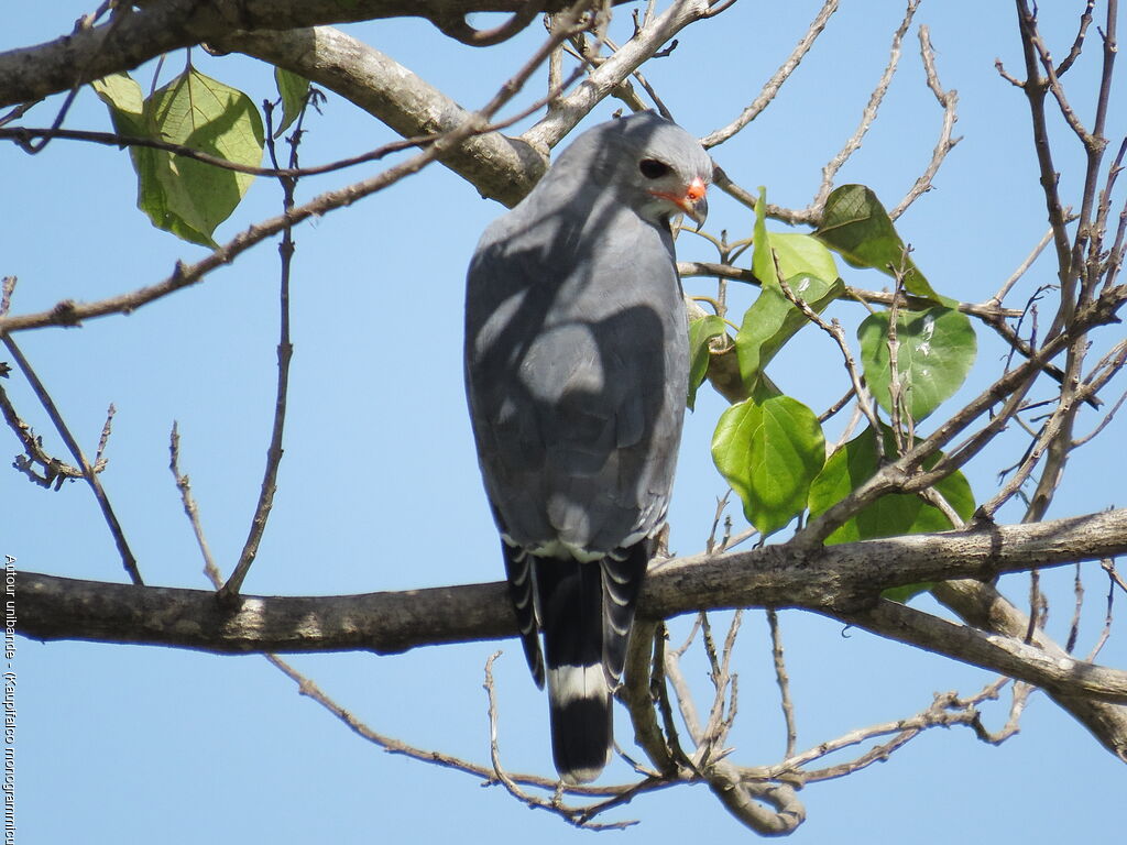 Lizard Buzzard