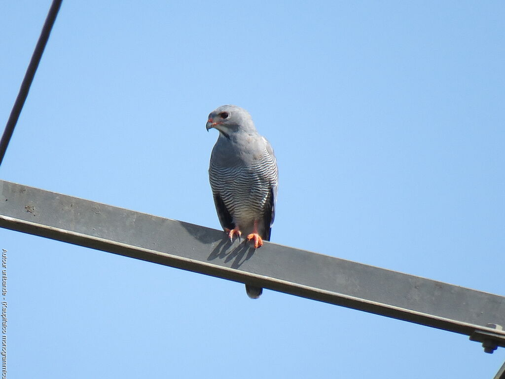 Lizard Buzzard