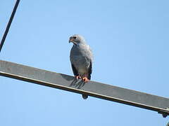 Lizard Buzzard