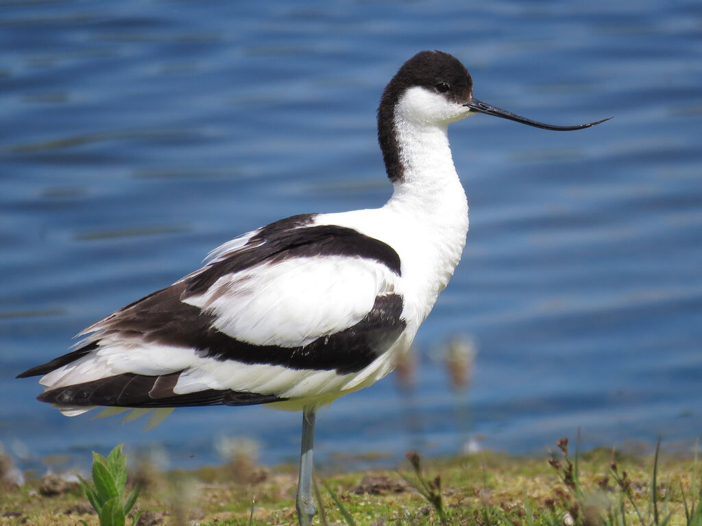 Pied Avocet