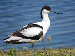 Avocette élégante