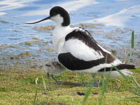 Avocette élégante