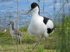 Pied Avocet