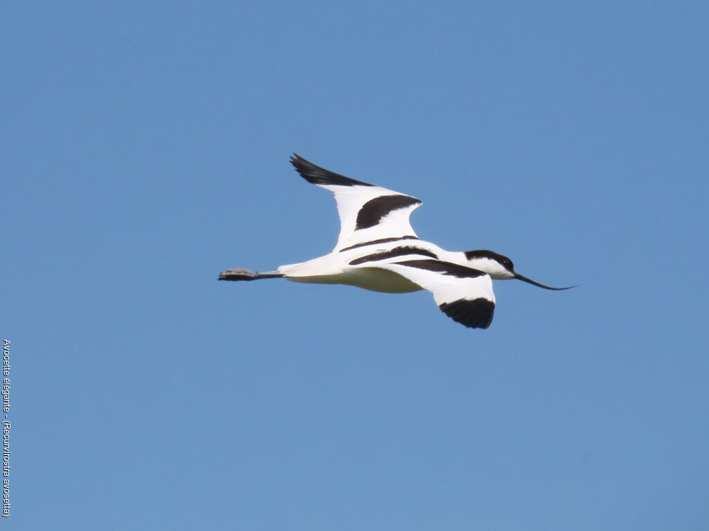 Avocette élégante