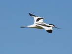 Avocette élégante
