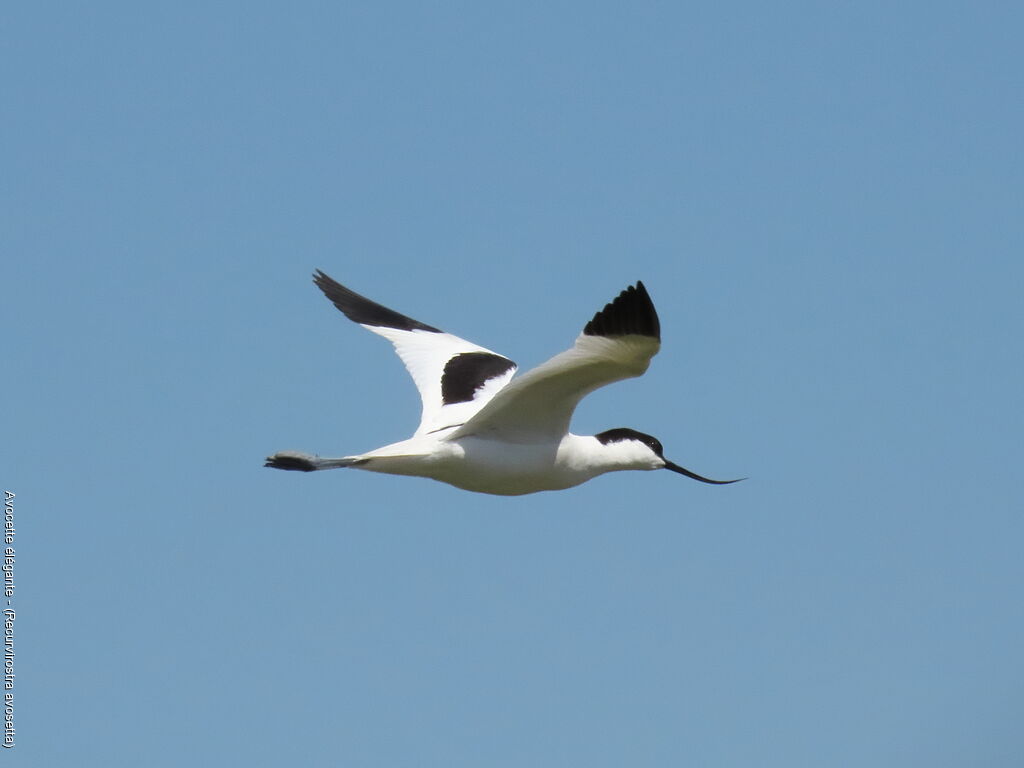 Pied Avocet