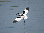 Avocette élégante