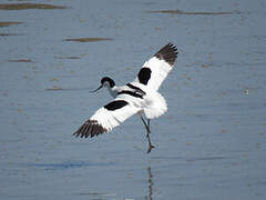 Pied Avocet