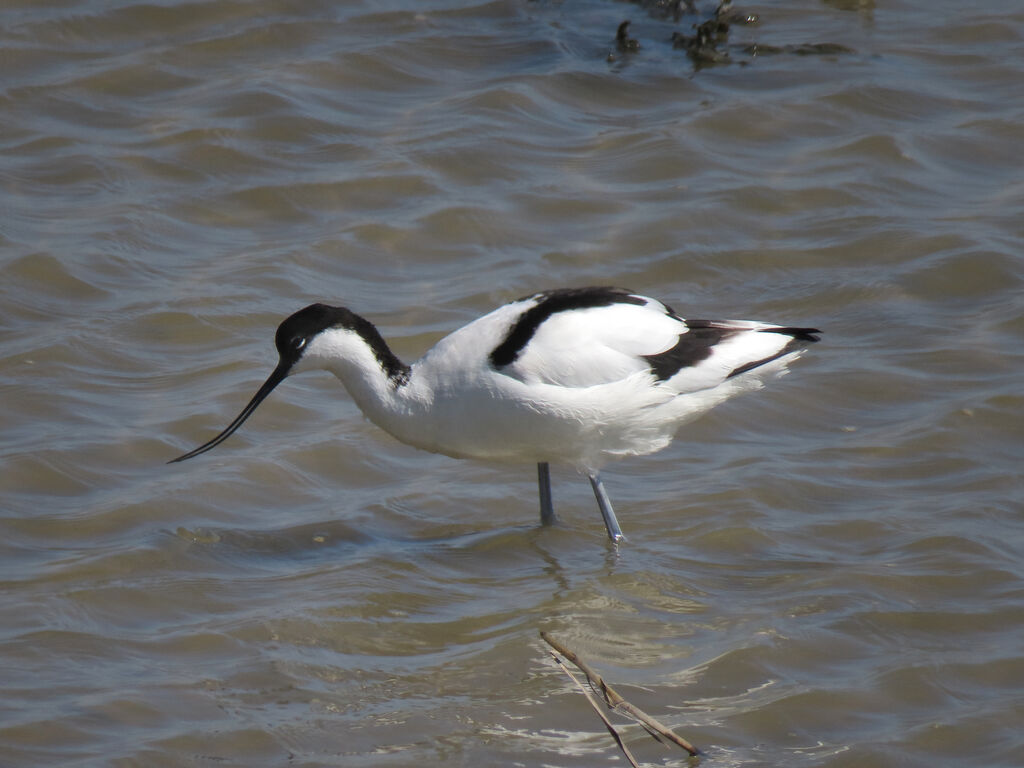 Pied Avocet