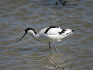 Avocette élégante