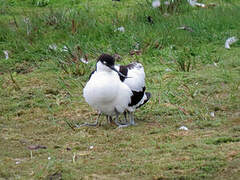 Avocette élégante