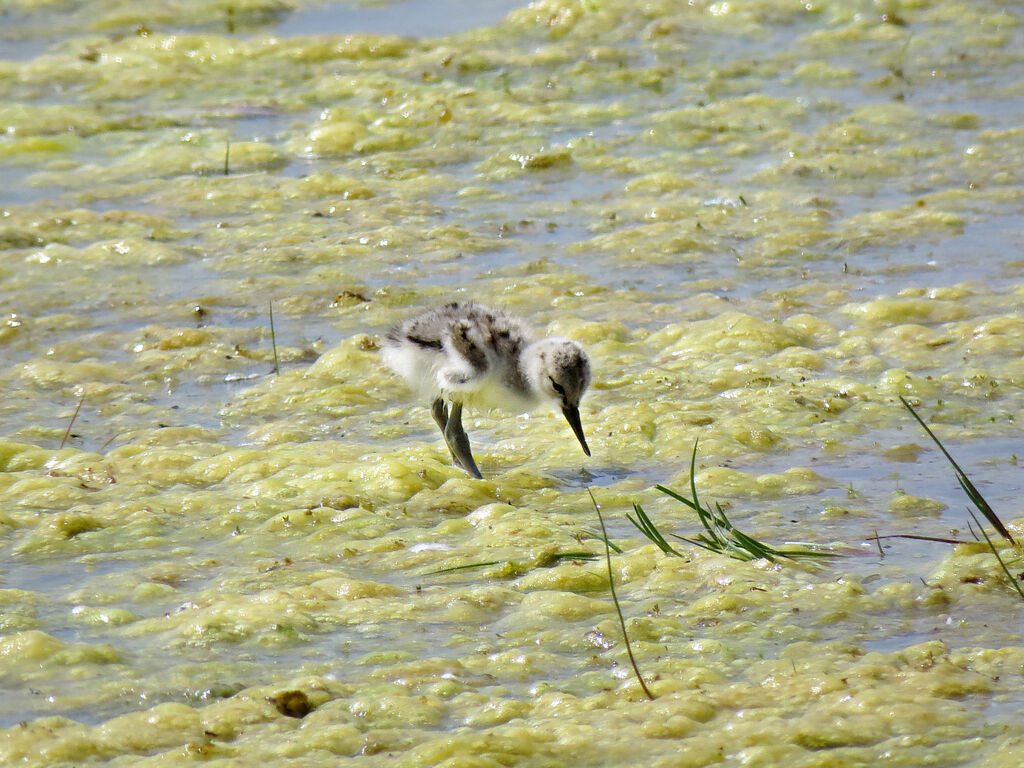 Avocette élégantejuvénile