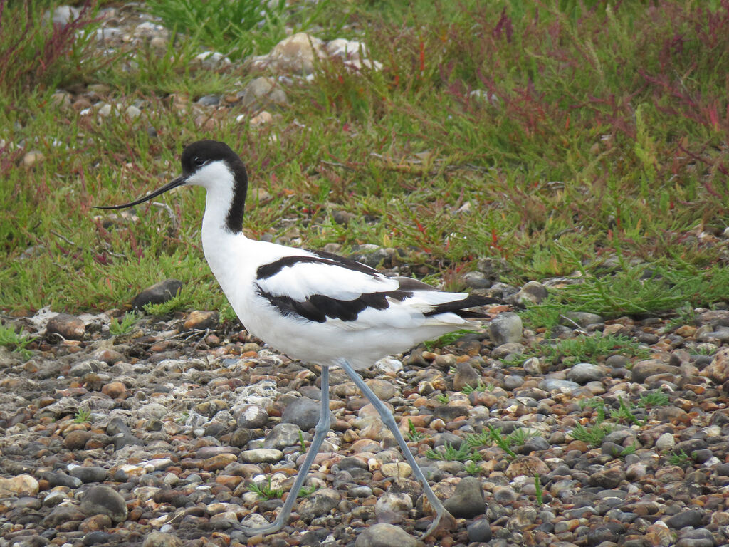 Avocette élégante