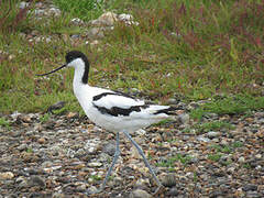 Avocette élégante