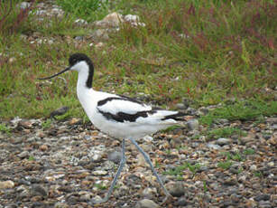 Avocette élégante