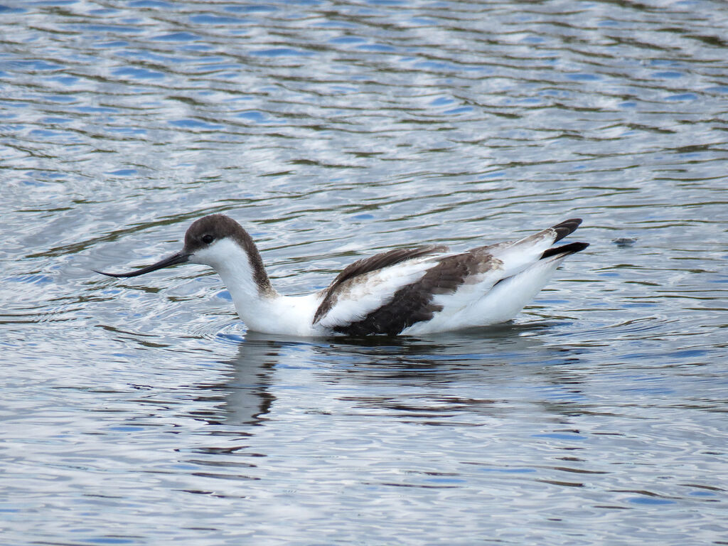 Avocette élégantejuvénile