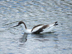 Avocette élégante