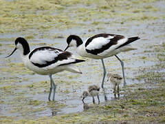 Pied Avocet