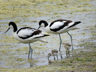 Avocette élégante