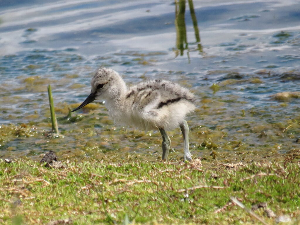 Avocette élégantejuvénile