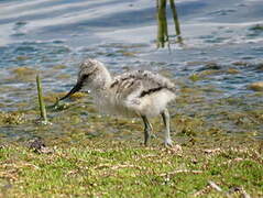 Pied Avocet