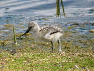 Avocette élégante