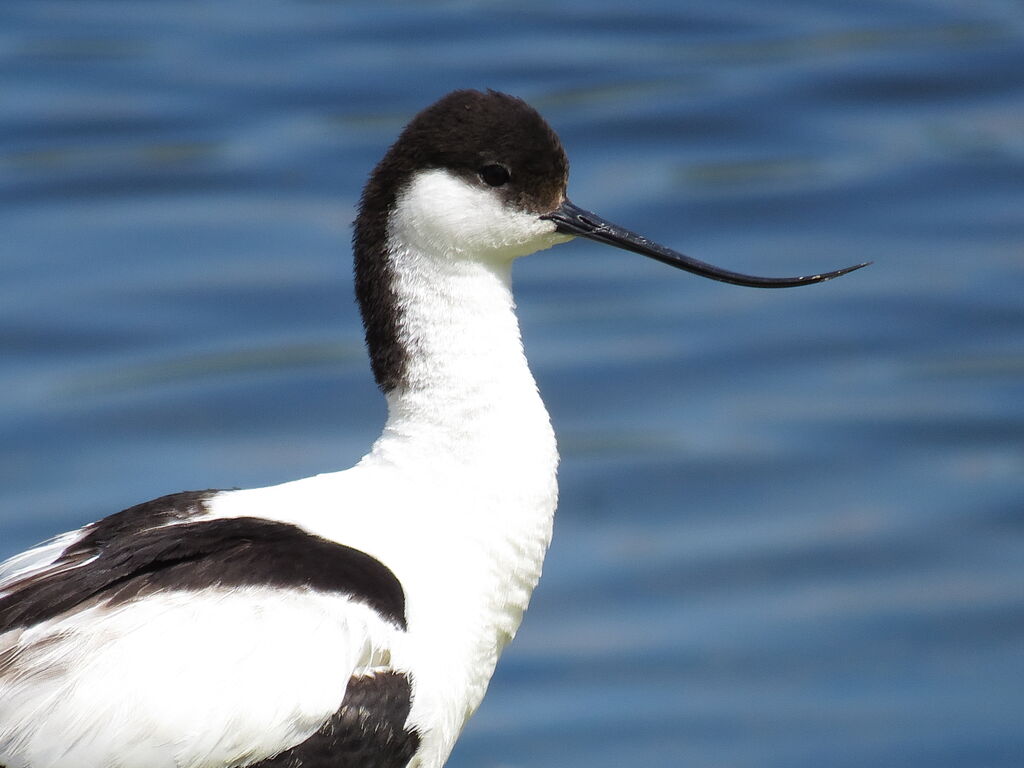 Pied Avocet