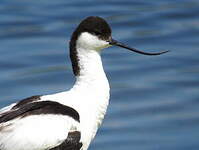 Avocette élégante