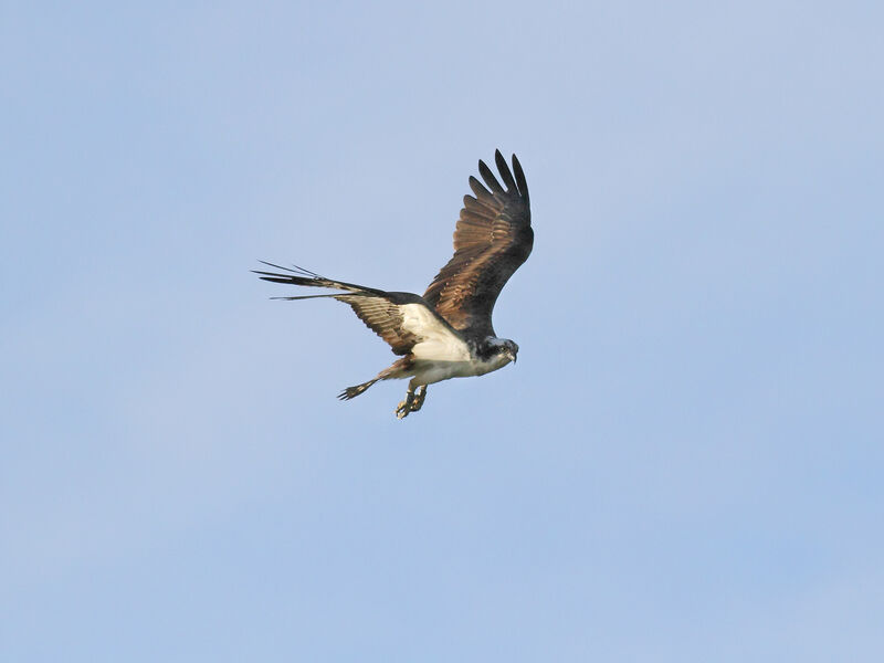 Western Osprey
