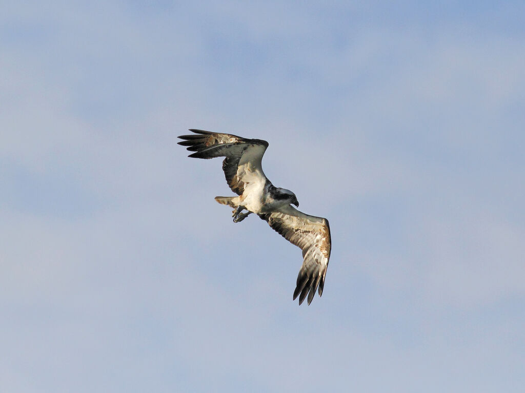 Western Osprey